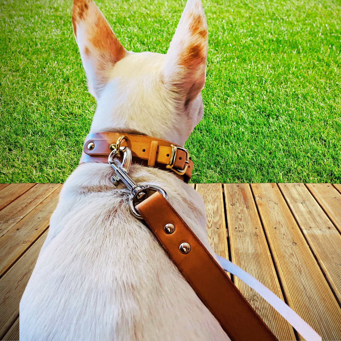 Elegantes Halsband für kleine Hunde aus pflanzlich gegerbtem Leder mit goldenem Verschluss