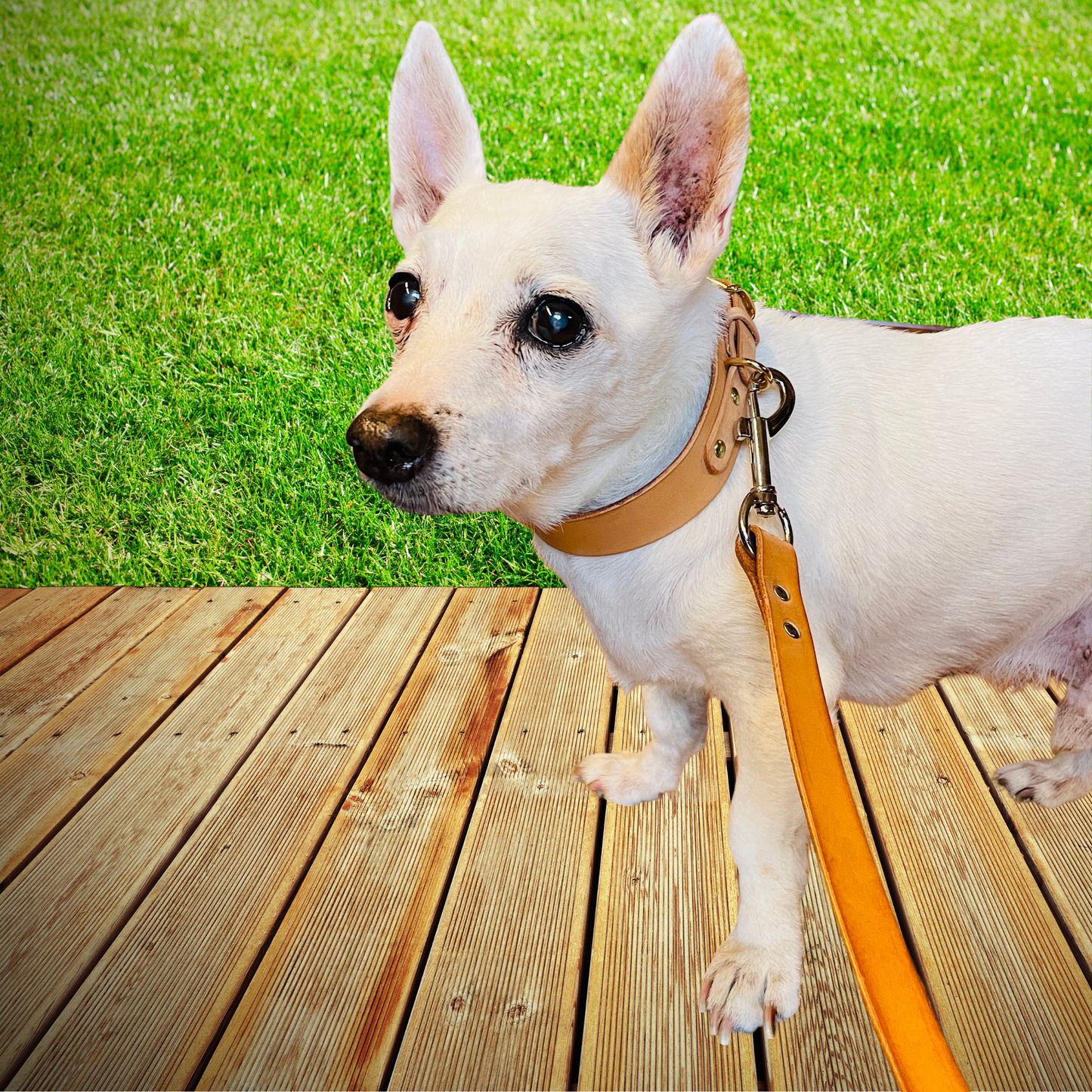 Elegantes Halsband für kleine Hunde aus pflanzlich gegerbtem Leder mit goldenem Verschluss